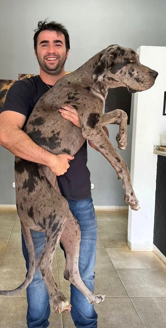 Capitão Cacciari carregando no colo seu dogue alemão adulto